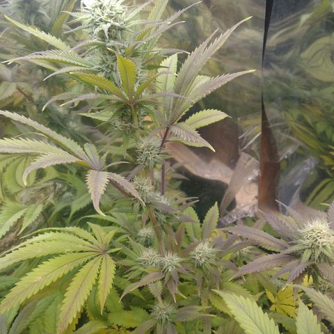 Runtz growlog timeline photo