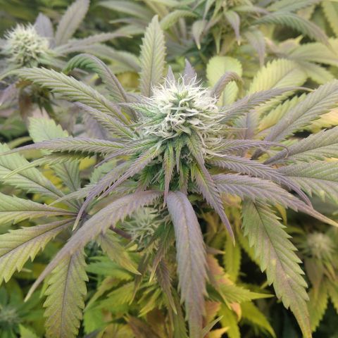 Runtz growlog timeline photo