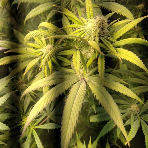 Orange Cake  #1 growlog timeline photo