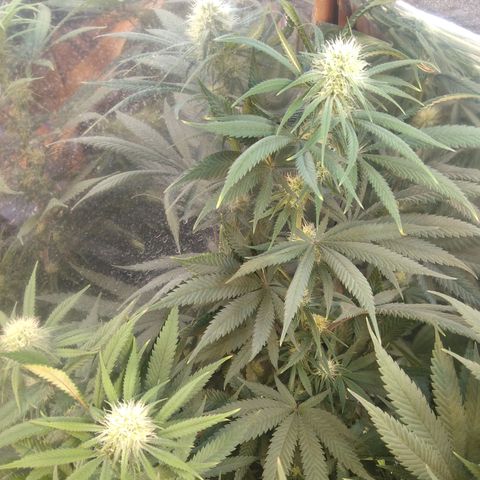 Orange Cake  #1 growlog timeline photo