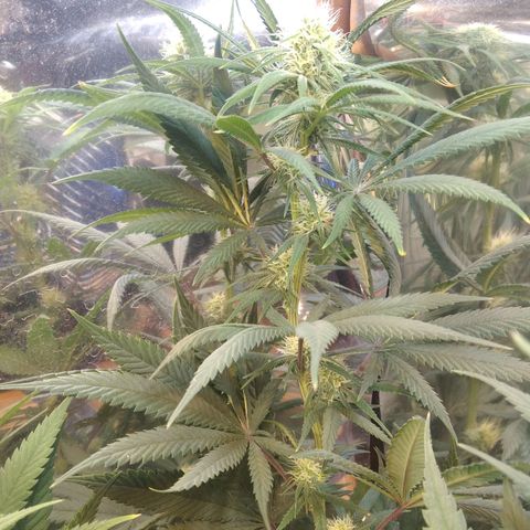Orange Cake  #1 growlog timeline photo