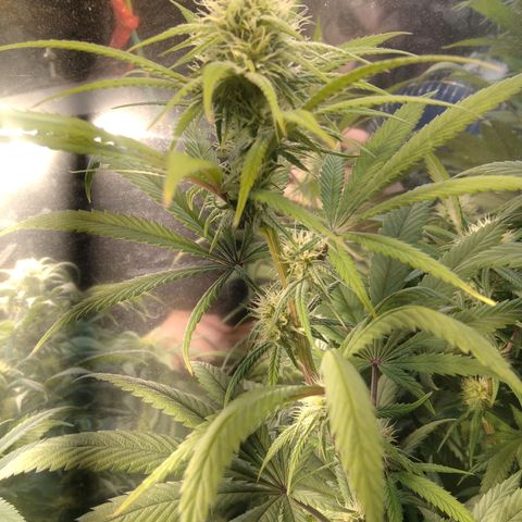 Orange Cake  #1 growlog timeline photo