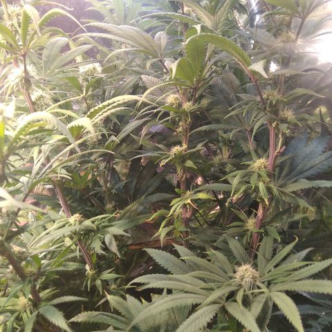 Orange Cake  #1 growlog timeline photo