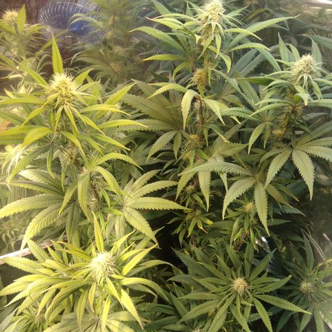 Orange Cake  #1 growlog timeline photo