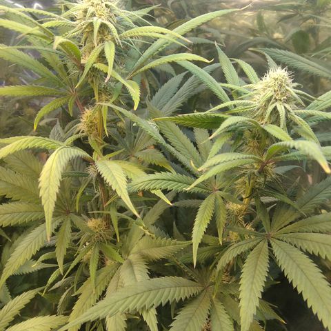 Orange Cake  #1 growlog timeline photo