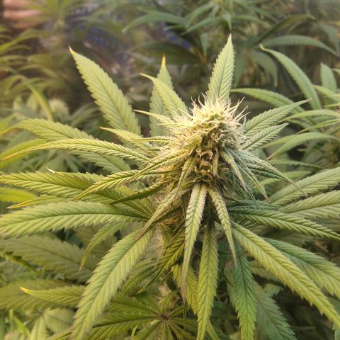 Orange Cake  #1 growlog timeline photo
