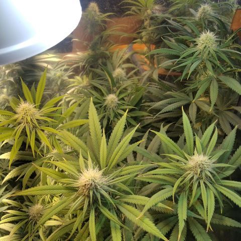 Orange Cake  #1 growlog timeline photo
