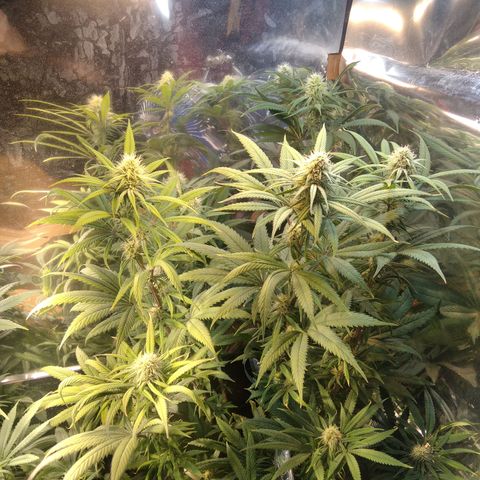 Orange Cake  #1 growlog timeline photo