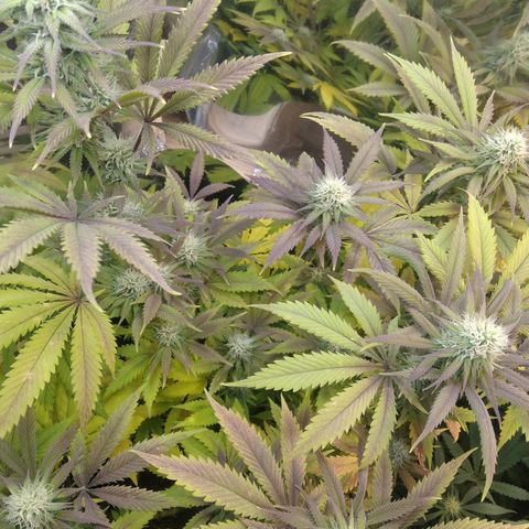 Runtz growlog timeline photo