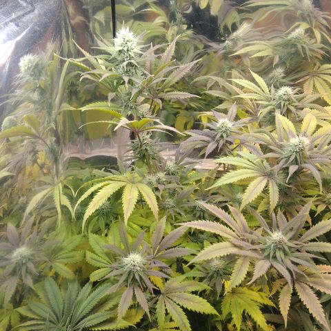 Runtz growlog timeline photo