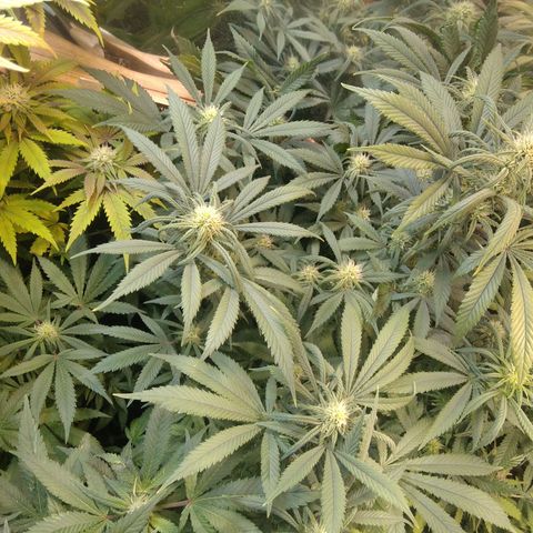 Hawaiann Snow growlog timeline photo