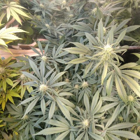 Hawaiann Snow growlog timeline photo