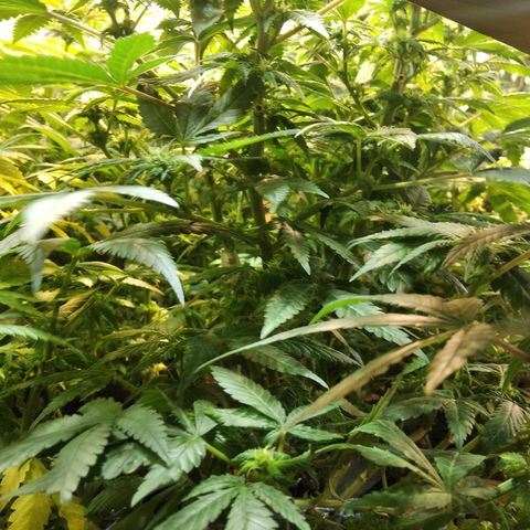 Ghost OG  growlog timeline photo