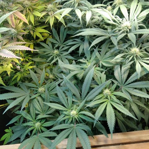 Ghost OG  growlog timeline photo
