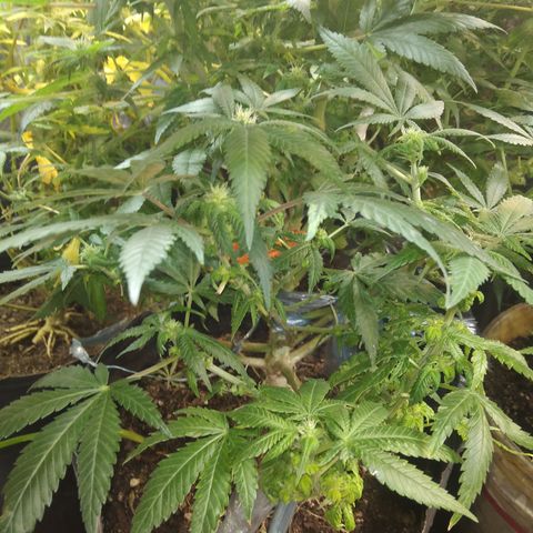 Ghost OG  growlog timeline photo