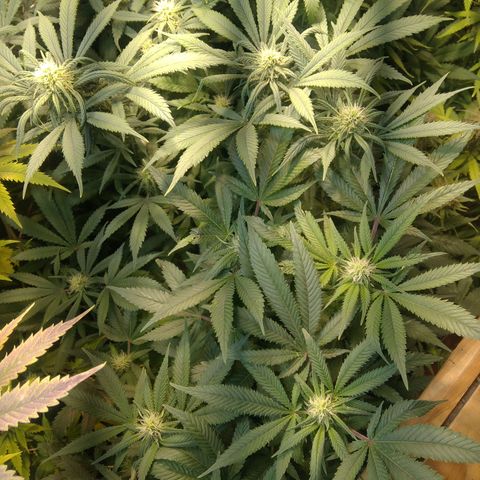 Ghost OG  growlog timeline photo