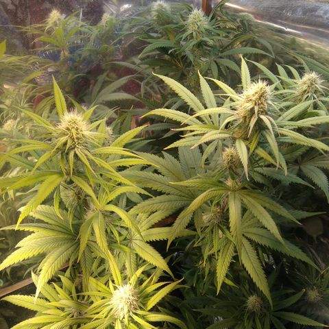 Orange Cake  #1 growlog timeline photo