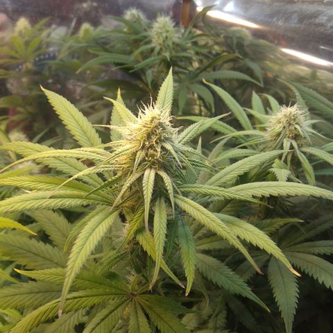 Orange Cake  #1 growlog timeline photo
