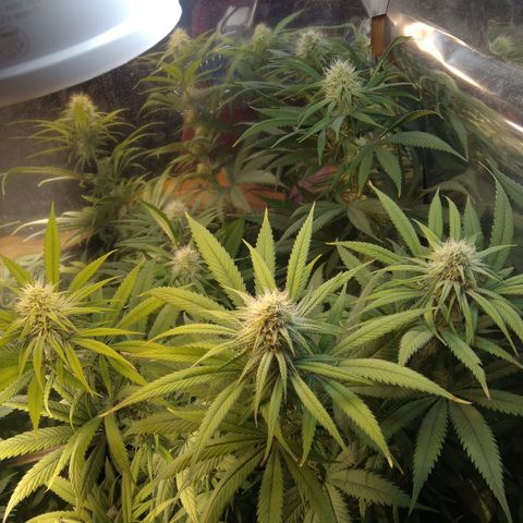 Orange Cake  #1 growlog timeline photo