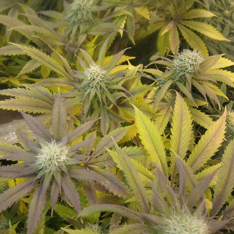 Runtz growlog timeline photo