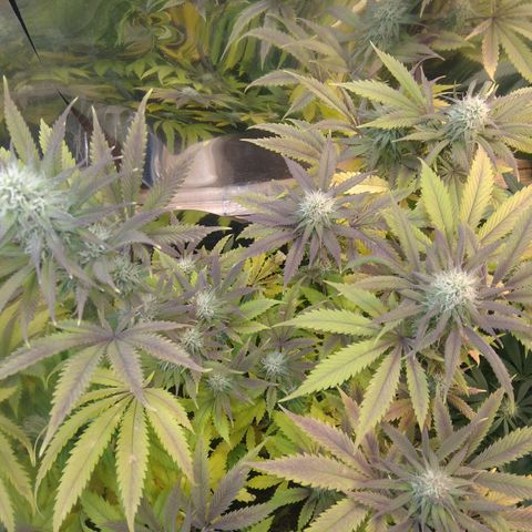 Runtz growlog timeline photo