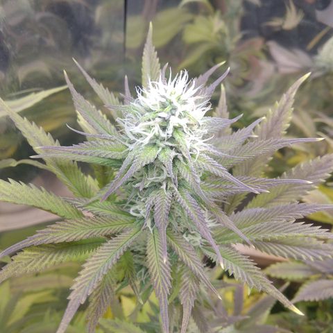 Runtz growlog timeline photo