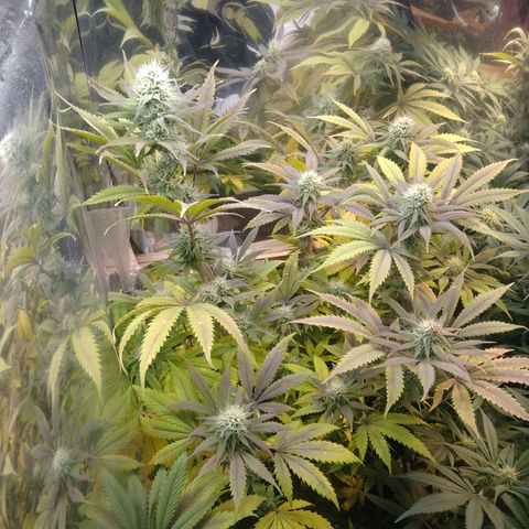 Runtz growlog timeline photo