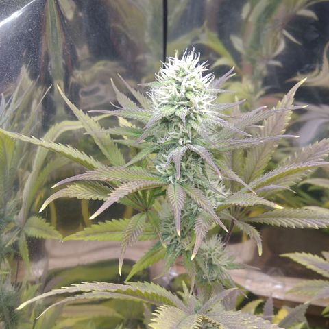 Runtz growlog timeline photo