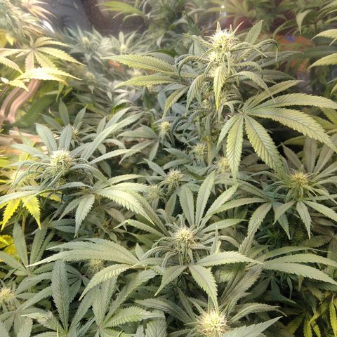 Hawaiann Snow growlog timeline photo