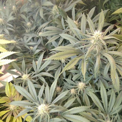 Hawaiann Snow growlog timeline photo