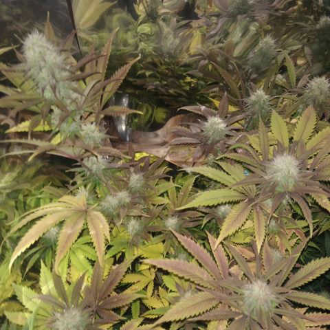 Runtz growlog timeline photo