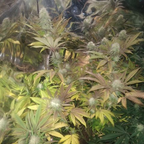 Runtz growlog timeline photo