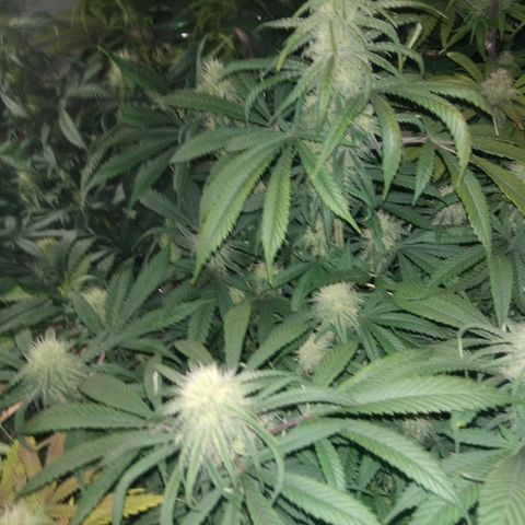Hawaiann Snow growlog timeline photo