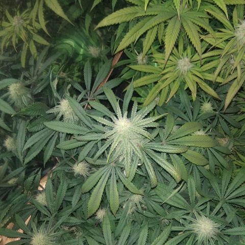 Hawaiann Snow growlog timeline photo