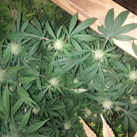 Ghost OG  growlog timeline photo