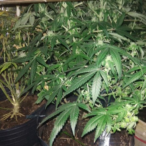 Ghost OG  growlog timeline photo
