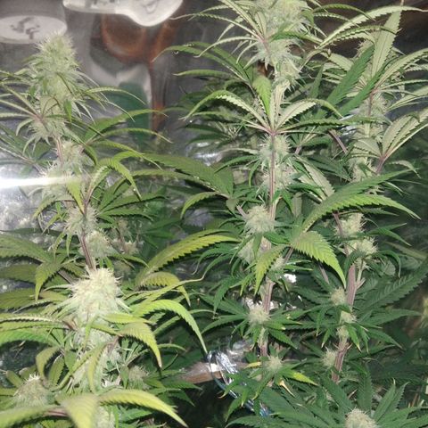 Orange Cake  #1 growlog timeline photo