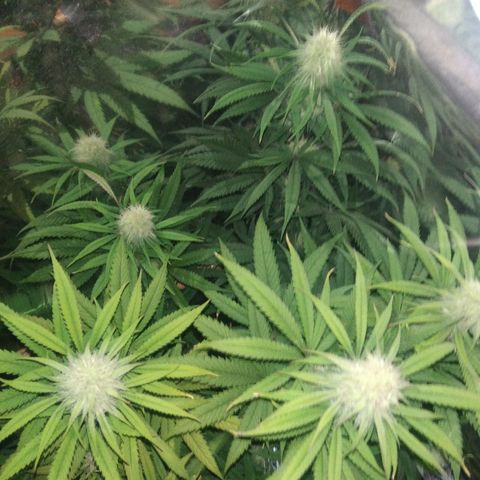 Orange Cake  #1 growlog timeline photo
