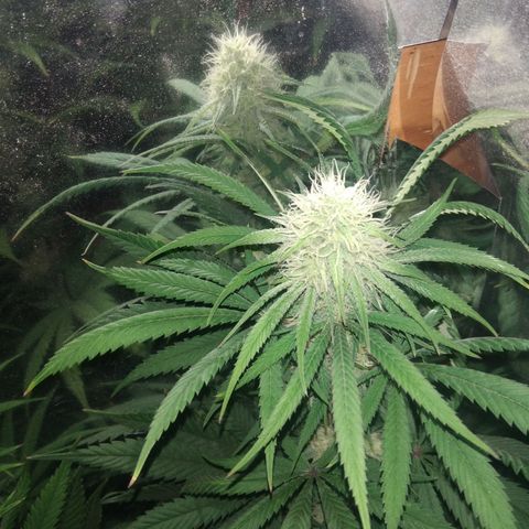Orange Cake  #1 growlog timeline photo