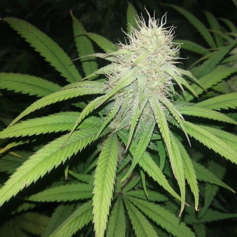 Orange Cake  #1 growlog timeline photo