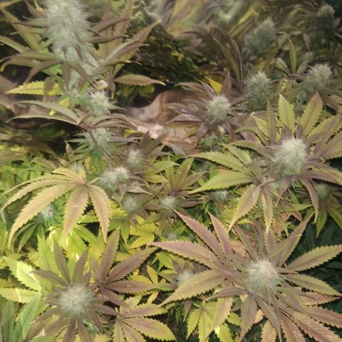 Runtz growlog timeline photo