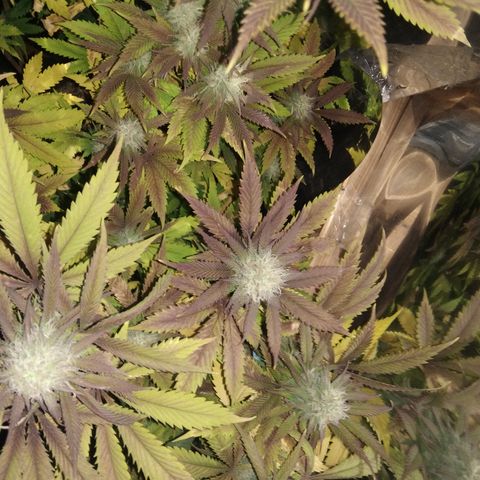 Runtz growlog timeline photo