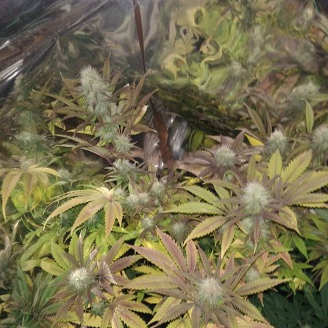 Runtz growlog timeline photo
