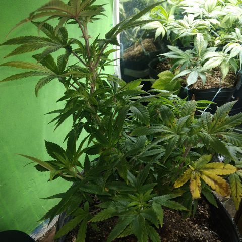 Orange Cake #2 growlog timeline photo