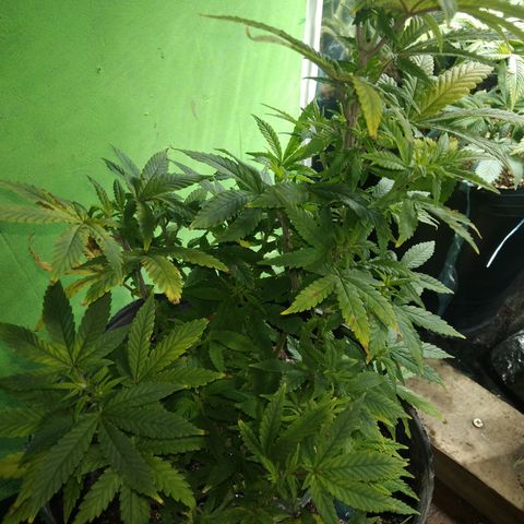 Orange Cake #2 growlog timeline photo