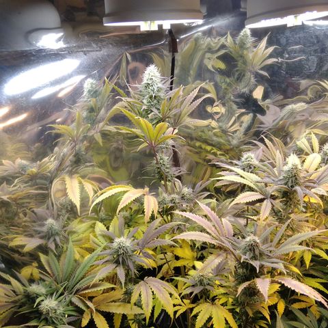 Runtz growlog timeline photo
