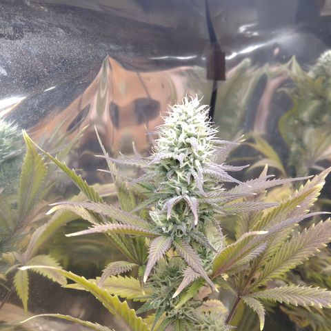 Runtz growlog timeline photo
