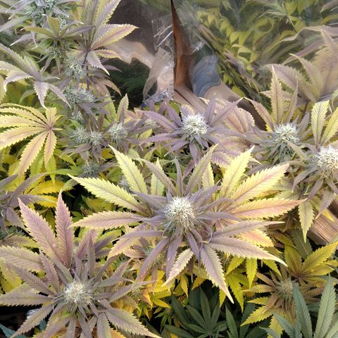 Runtz growlog timeline photo
