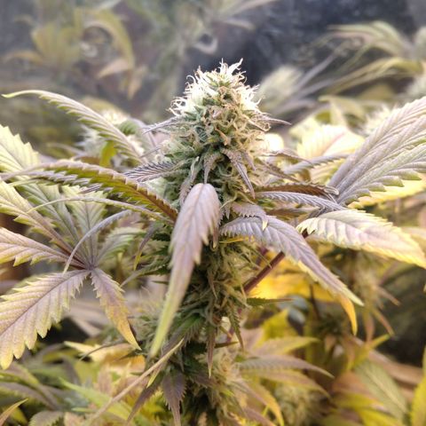 Runtz growlog timeline photo