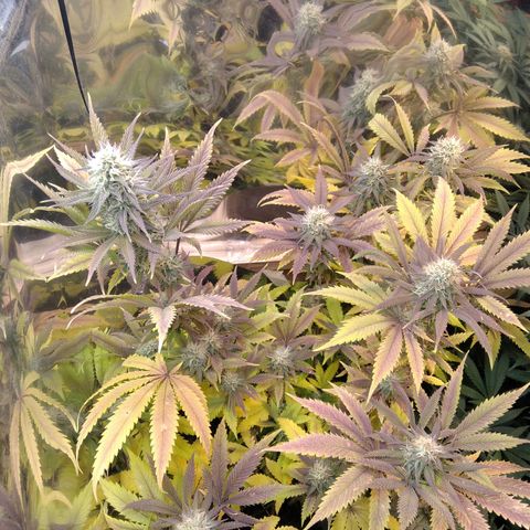 Runtz growlog timeline photo